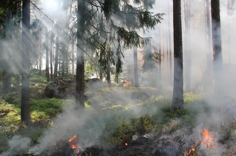 Incendi boschivi, vietati fuochi e abbruciamenti fino al 30 settembre